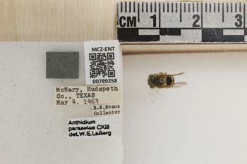 Media type: image;   Entomology 789258 Aspect: Labels